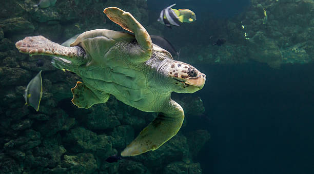 istock Close-up view of a Loggerhead sea turtle 587895424