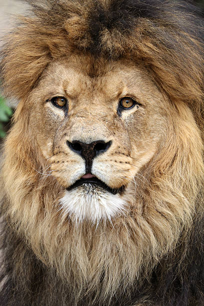istock Lion in wildlife reservation 587896034