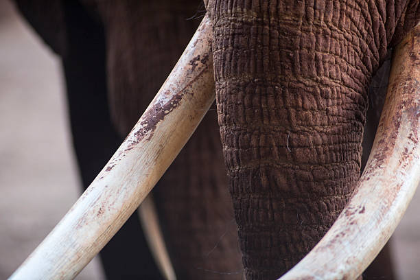 éléphant tusks - en ivoire photos et images de collection