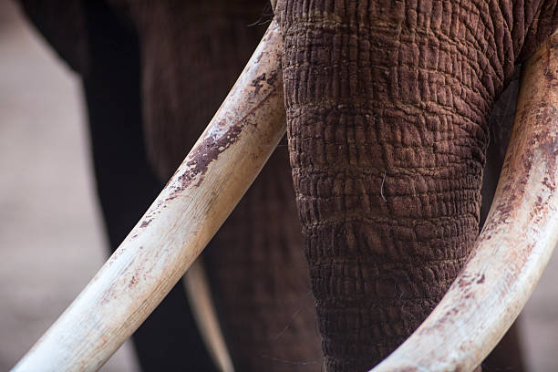 Elephant tusks Elephant tusks tusk stock pictures, royalty-free photos & images