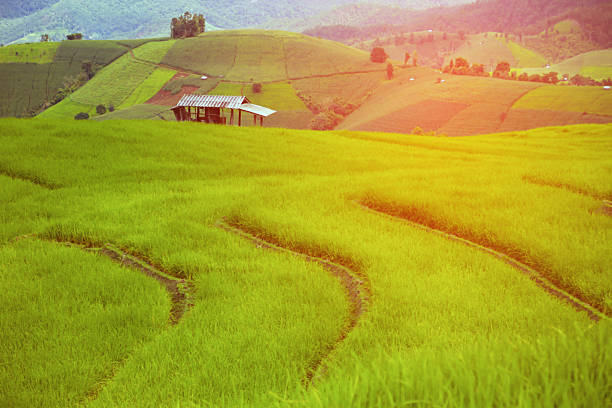 green Rice fields on terraced in Thailand, rice field or rice terraces in the mountain and travel place for relax and feeling nice, rice field in the nature and nature background for presentation.