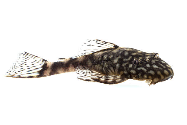 Clear Ancistrus Ancistrus claro on white background pleco stock pictures, royalty-free photos & images