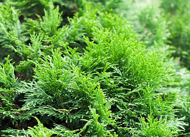 istock Green thuja natural background 587899658