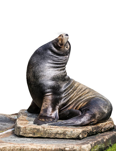 istock Sea lion portrait 587900738