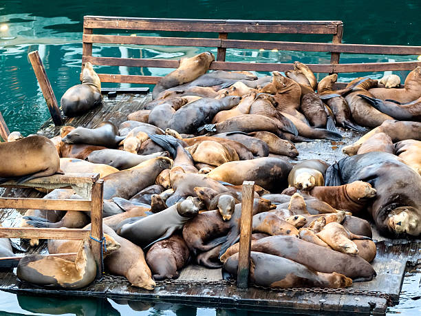 istock Sea lions in Monterey harbor, California 587901106