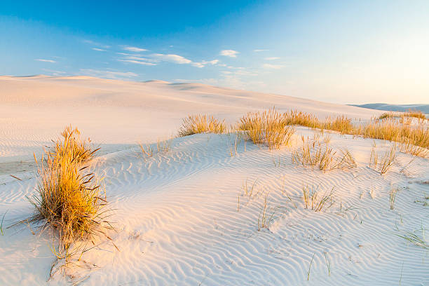 istock beautiful view of the coastal dunes 587901712