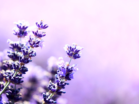 Lavender Flowers Nature Background Stock Photo - Download Image Now -  Affectionate, Backgrounds, Blurred Motion - iStock