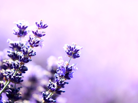 Lavender Flowers Nature Background Stock Photo - Download Image Now - Affectionate, Backgrounds, Blurred Motion - iStock Lavender Flowers Nature Background Stock Photo - Download Image Now - Affectionate, Backgrounds, Blurred Motion - iStock