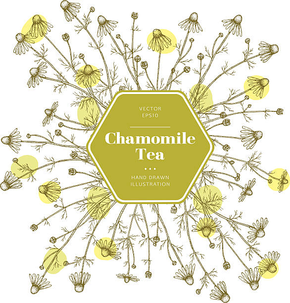 ローズヒップのドローイング。 - chamomile ayurveda chamomile plant german chamomile点のイラスト素材／クリップアート素材／マンガ素材／アイコン素材