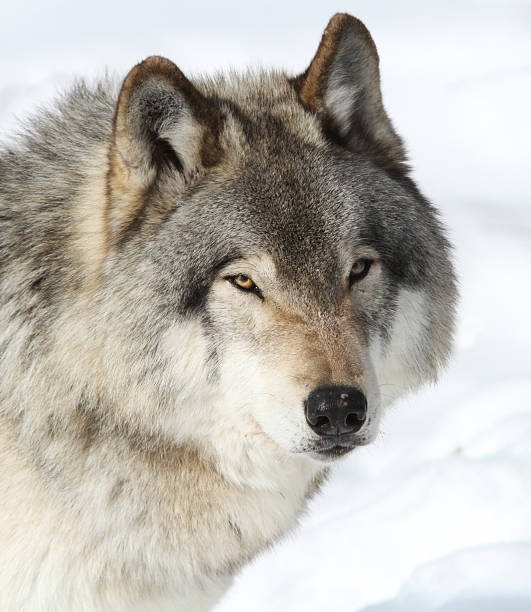 istock Alpha male Timber wolf portrait 587906968