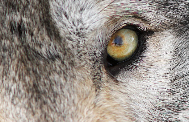 istock Alpha male Timber wolf portrait 587907854