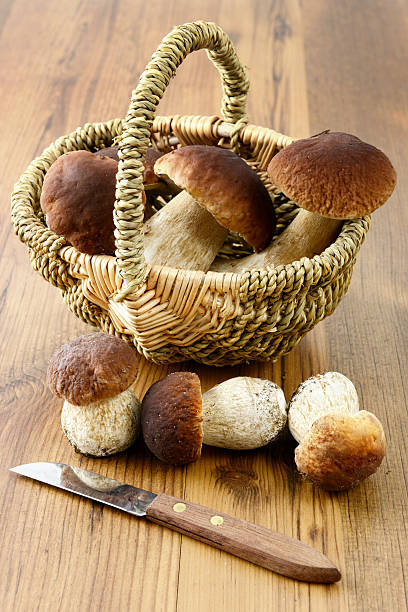 penny bun mushroom on wooden table background. kitchen knife in front