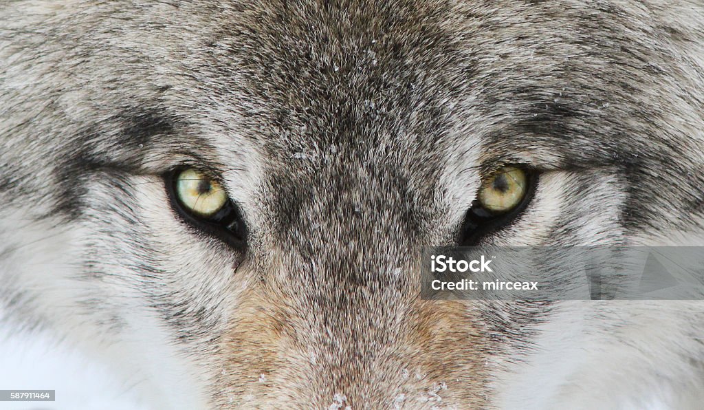 Alfa macho Retrato del lobo de madera - Foto de stock de Lobo libre de derechos