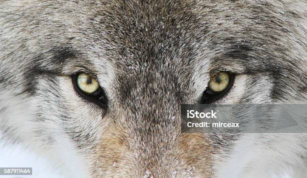 Alfa Macho Retrato Del Lobo De Madera Foto de stock y más banco de imágenes de Lobo - Lobo, Bosque, Nieve