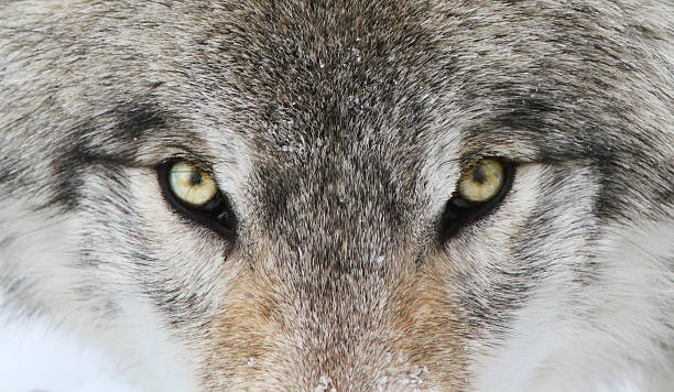 istock Alpha male Timber wolf portrait 587911464