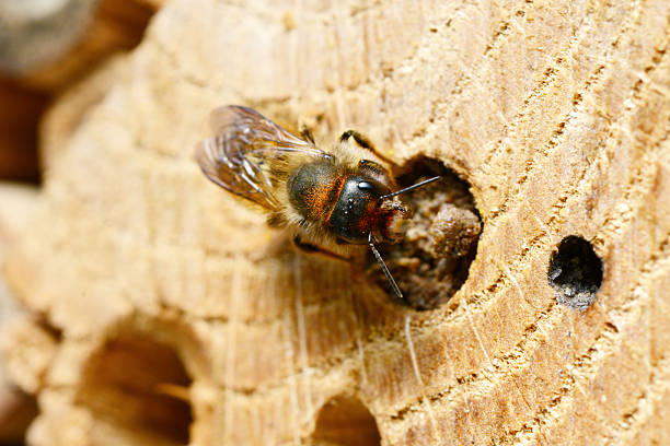 wild bees. female solitary bee closing her nesthole