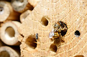 wild bees. female solitary bee closing her nesthole