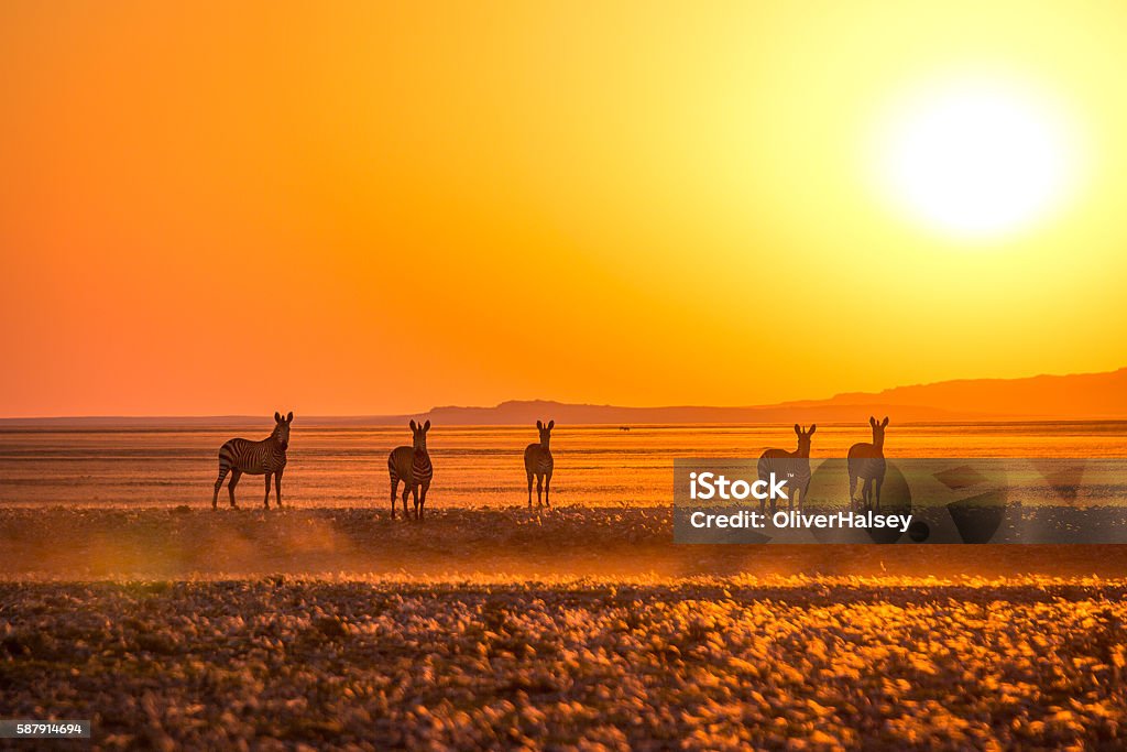 Zebras at sunset 5 Zebras at the sunset on the plains of the Namib Desert. Namibia Stock Photo