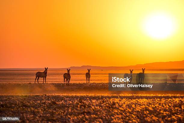 Zebras At Sunset Stock Photo - Download Image Now - Namibia, Sunset, Africa