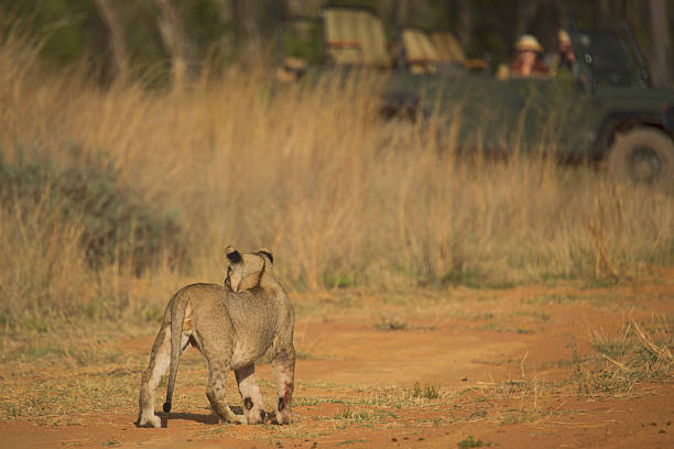 istock Lion Cub Walking on Dusty Path with Safari Vehicle in 587915916