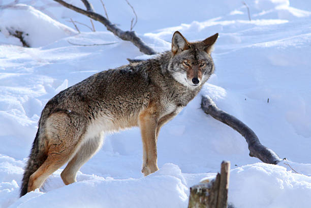 istock Coyote in winter 587918750