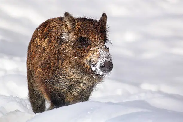 Wild-boar baby (Sus scrofa) in winter
