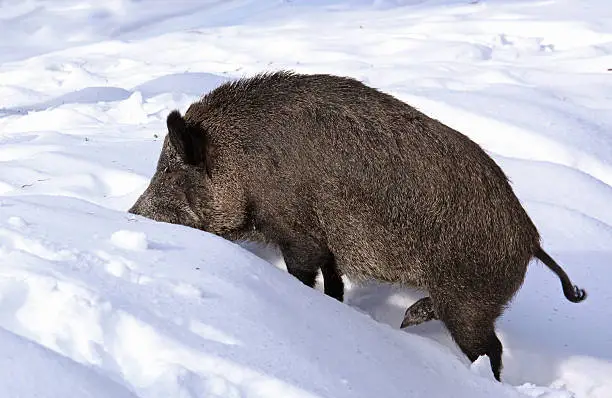 Wild-boar  (Sus scrofa) in winter