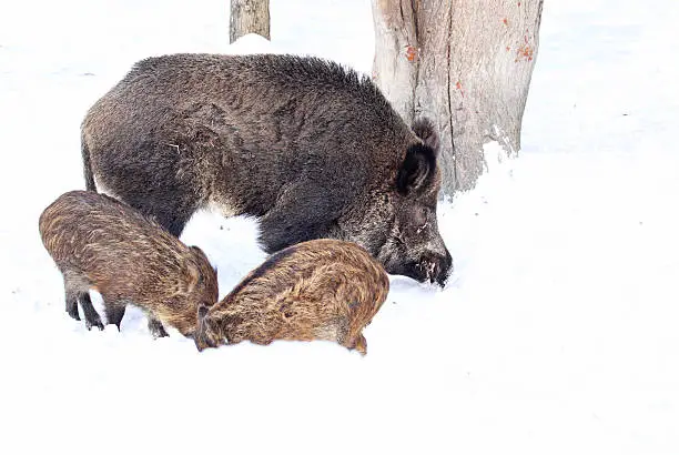 Wild-boar baby and adults (Sus scrofa) in winter