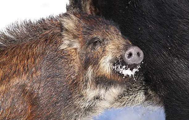 Wild-boar baby (Sus scrofa) in winter