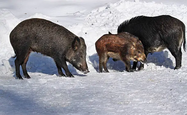 Wild-boar baby and adults (Sus scrofa) in winter