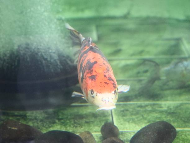 istock koi carp in fish tank close up 587928216