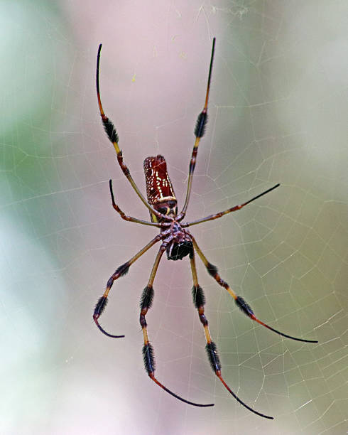istock Golden Silk Orbweaver 587928960