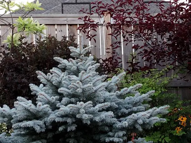 blue spruce in the backyard garden
