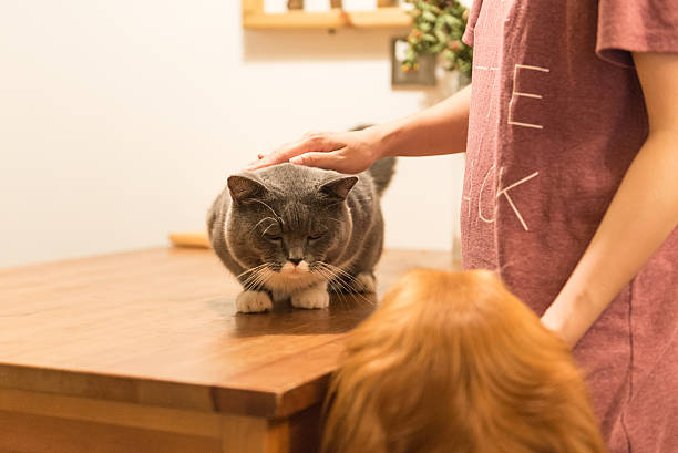 istock The gray cat lying on the table 587929918