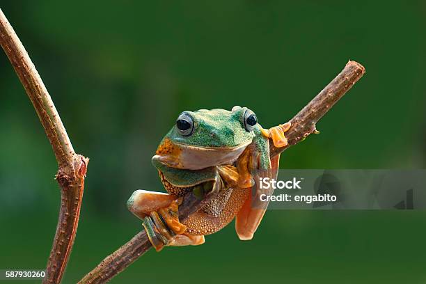 Photo libre de droit de Rainette Verte banque d'images et plus d'images libres de droit de Grenouille - Grenouille, Mignon, Bizarre