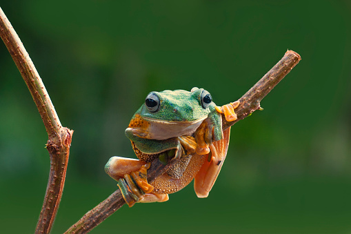 macro closeup of green forest tree frog hanging on a branch