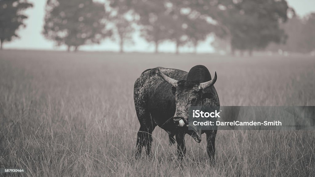 Single Nguni Bull Africa Stock Photo