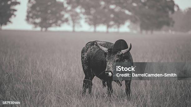 Single Nguni Bull Stock Photo - Download Image Now - Africa, Agriculture, Animal