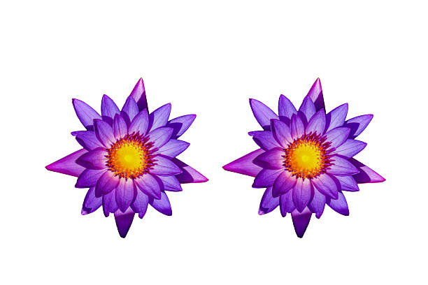 Two purple lotus blossom Two purple lotus flower on a white background. double flower stock pictures, royalty-free photos & images