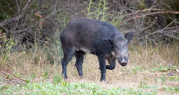 Photo of Wild Boar (Sus scrofa) in alert; Santa Clara County, California,