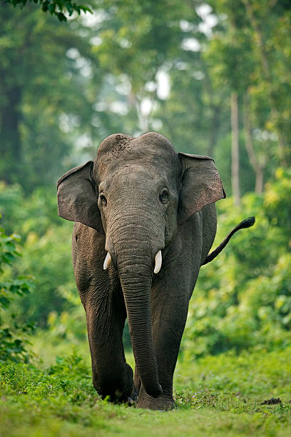 eye to eye tusker in aggressive mode asian elephant stock pictures, royalty-free photos & images