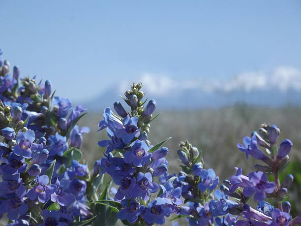 Purple Mountain Morning