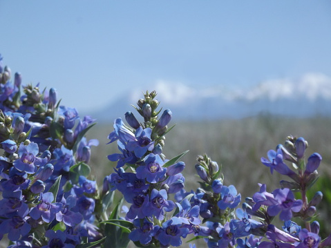 Early spring purple flowers with mountains in the background.