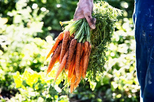 istock hands holding carrots fresh from the garden 587932350