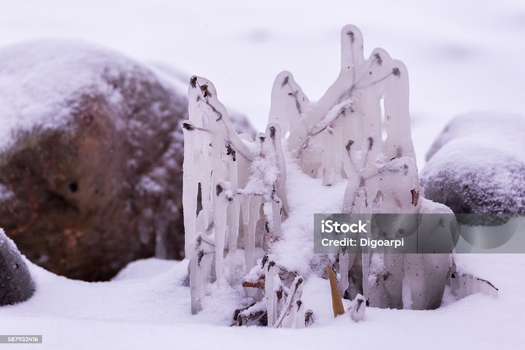 Frozen plant with in a cold winter day Close-up Stock Photo