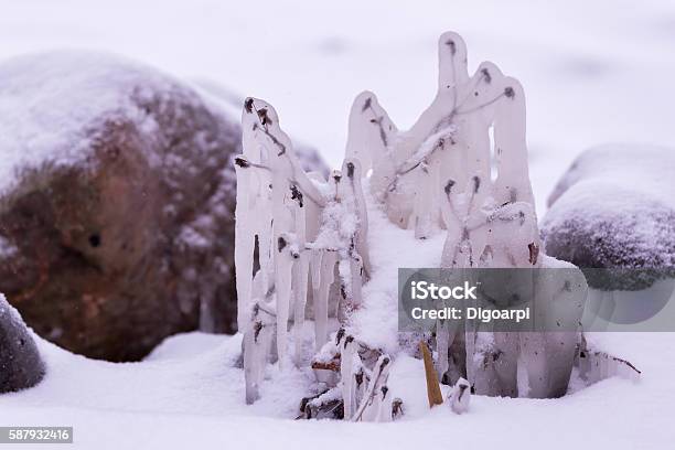 Frozen Plant With In A Cold Winter Day Stock Photo - Download Image Now - Close-up, Day, Environment