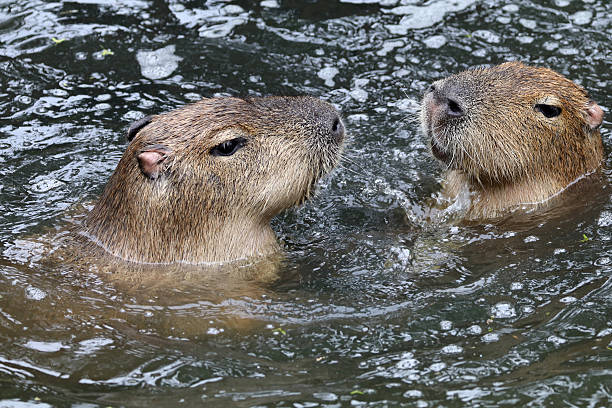 istock Capybaras playing in the water 587933302
