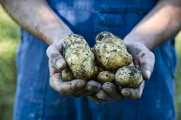 istock hands holding potatoes fresh from the garden 587933548