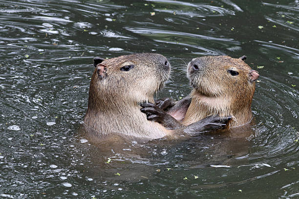 capybaras spielen im wasser - wasserschwein stock-fotos und bilder