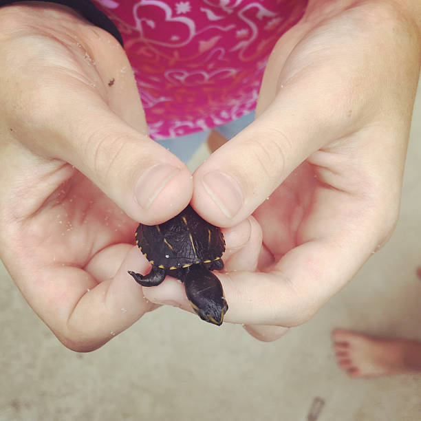 istock Child's Hands Holding Tiny Baby Turtle - Mobile Stock 587935174